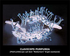7_claviceps